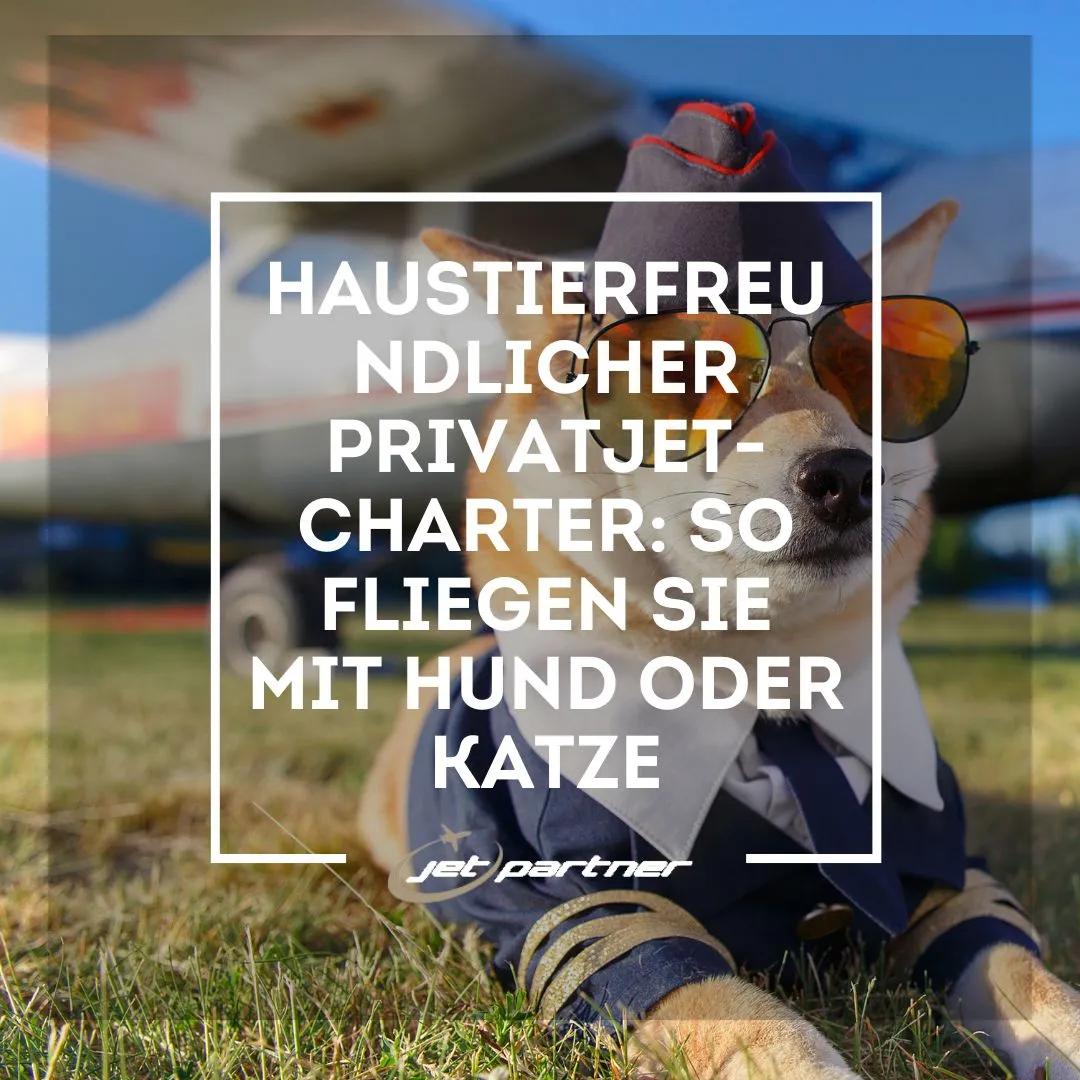Haustierfreundlicher Privatjet-Charter: So fliegen Sie mit Hund oder Katze | Jet Partner