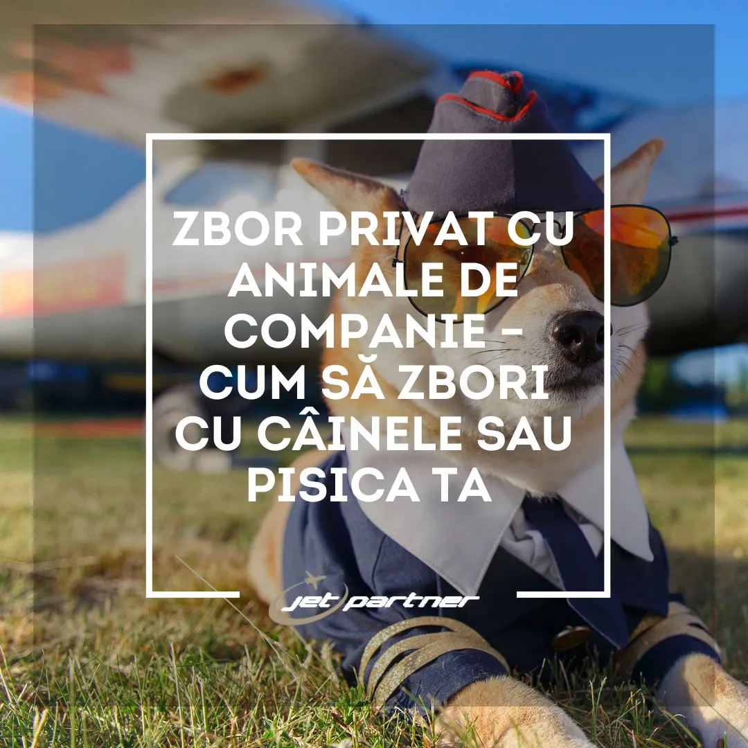 Zbor privat cu animale de companie – cum să zbori cu câinele sau pisica ta | Jet Partner